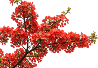 Illustration of Vibrant Red Flower Blossoms on Tree Branch Isolated