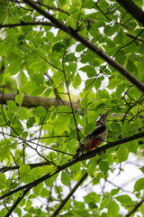 Woodpecker perched on a hornbeam branch high in the tree canopy outdoors.
