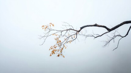 Fototapeta premium A bare tree branch with sparse orange leaves extends against a minimalistic pale sky background.