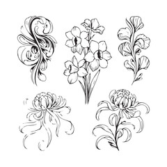 A collection of five delicate black and white floral illustrations, including daffodils and chrysanthemums, on a white background