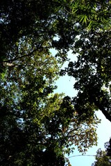Fototapeta premium Upward view of dense forest canopy with blue sky showing natural tree frame and sunlight filtering through leaves