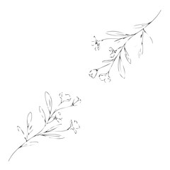Fototapeta premium Delicate line drawings of two floral branches with small blossoms and leaves, arranged in a symmetrical pattern against a clean white background