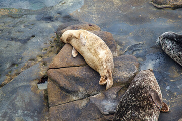 Seals and a Slaty blacked gull at a Nice beach at the shore of the Pacific Ocean view point in La...