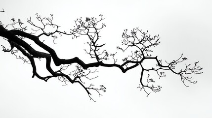 Obraz premium A stark black tree branch with sparse blossoms contrasts sharply against a bright white background, evoking a minimalist, serene aesthetic.