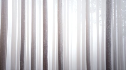Obraz premium A serene, foggy forest with tall, slender trees standing amidst a soft white mist.