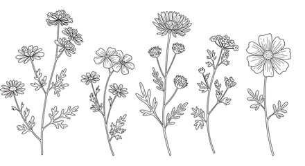 Elegant Line Art Floral Illustrations Collection of Five Delicate Wildflowers