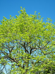 春の新緑の柿の木と青空