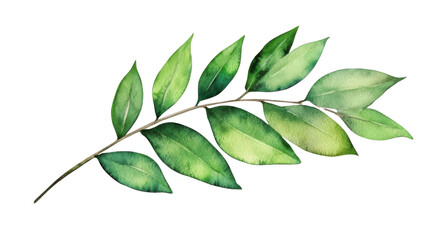 watercolor minimalist green leaf branch illustration on white background