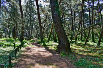 松原　気比の松原　松原公園　福井　福井県