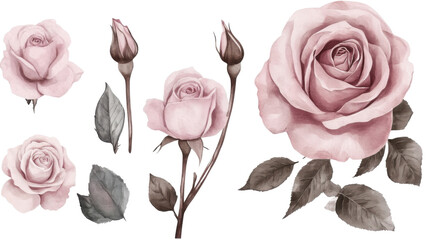 watercolor romantic pink roses with soft petals on white background