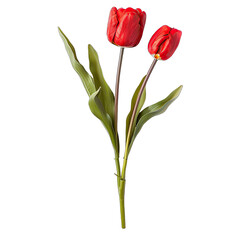 Two vibrant red tulips on a stem with green leaves