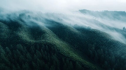 Scenic Rolling Hills Landscape with Foggy Atmosphere