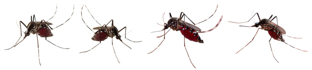mosquito set isolated on white background