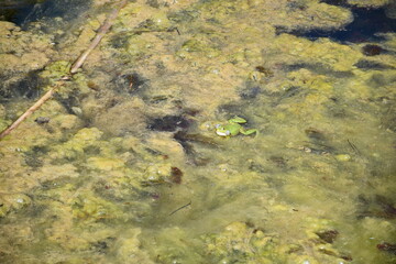 European green frog croaking in algae-covered pond
