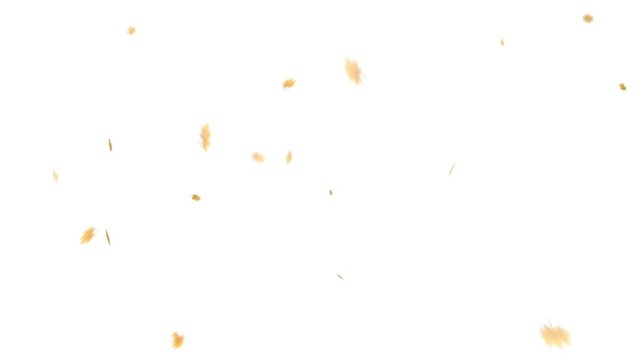 Animated of falling maple leaves, autumn leaves animated background, with alpha channel