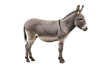 Isolated Side View of a Gray Donkey Farm Animal with White Background