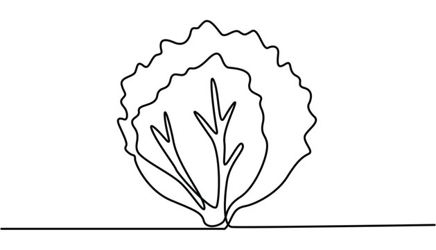 cabbage clipart black and white simple