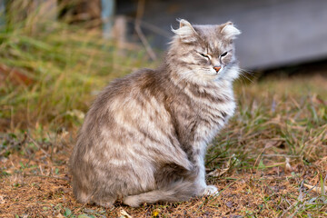 Fluffy gray cat sits on autumn grass.