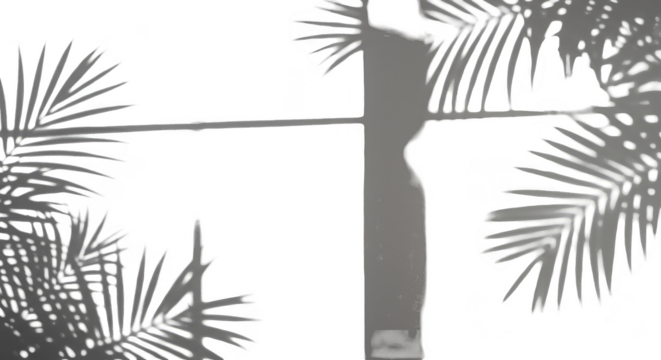 Isolated Silhouette Of Pine Tree Branches On Transparent Background