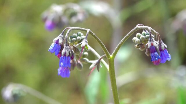 Comfrey Plant (Symphytum officinale) Swaying Gently in Wind &ndash; 4K Footage
