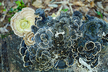 Close-up of turkey tail mushroom growing wild in a broadleaf forest in autumn.