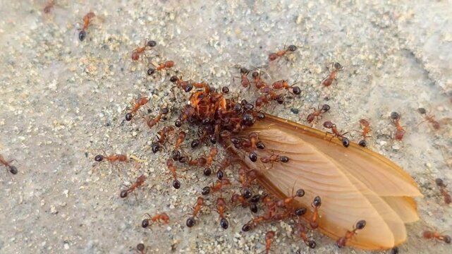 Ants (Formicidae) Eating Winged Termite (Isoptera) Alate Swarmer on Ground &ndash; 4K Footage