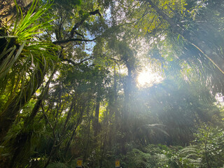 TaneMahuta Forest in Morth Island of New Zealand, 2023 Mar.15