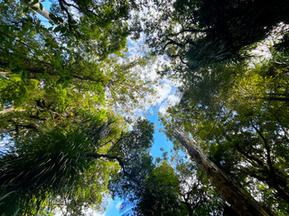 TaneMahuta Forest in Morth Island of New Zealand, 2023 Mar.15