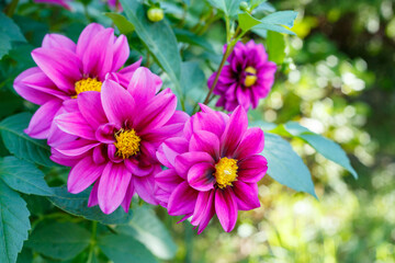 Obraz premium Pastel pink dahlia flowers blooming in a garden.