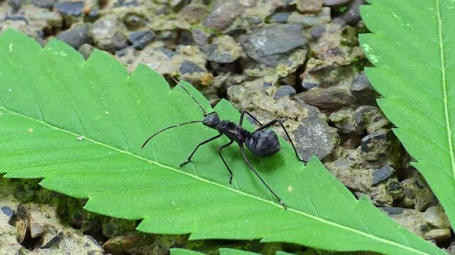 Spiny Ant (Polyrhachis Genus) Crawling on Cannabis Leaf &ndash;  4K Footage