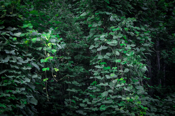 fast-growing green leaf kudzu vines. invasive plant abstract background or banner