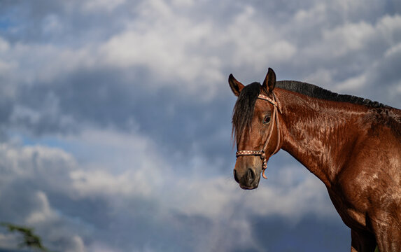 Caballo marr&oacute;n con brida decorativa bajo un cielo nublado en ambiente natural