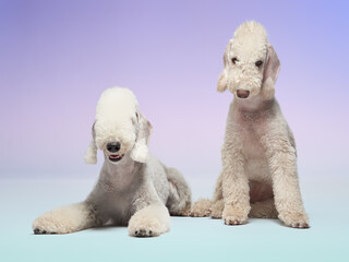 Two Bedlington Terriers sit on a clean white floor, looking relaxed. The soft blue and pink...