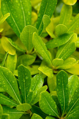 close up of green leaves