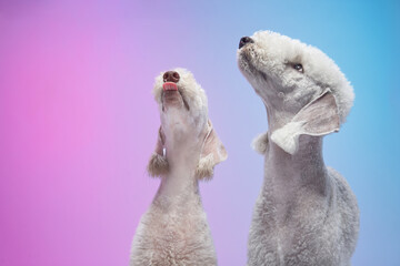 Two Bedlington Terriers tilt their heads back in unison as if howling or communicating with each...