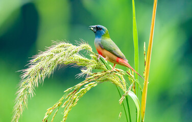 Colorful Finch Eating on Rice