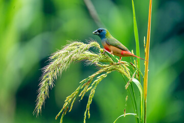 Colorful Finch Eating on Rice