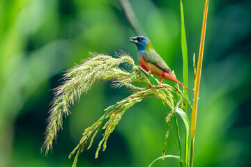 Colorful Finch Eating on Rice