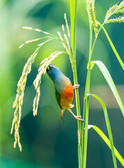 Colorful Finch Eating on Rice