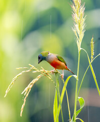 Colorful Finch Eating on Rice