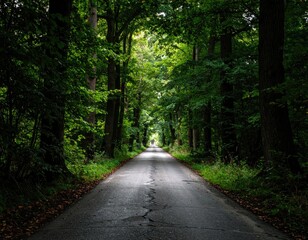 Naklejka premium Forest road, trees, daylight