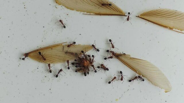 Ants (Formicidae) Eating Winged Termite (Isoptera) Alate Swarmer on Ground &ndash; 4K Footage