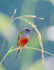 Colorful Finch Eating on Rice