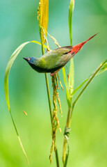 Colorful Finch Eating on Rice
