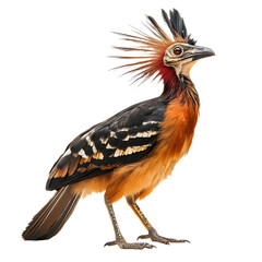 Fototapeta premium Striking hoatzin bird with distinctive orange crest and patterned plumage isolated on transparent background