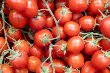 Numerous tomatoes on a branch. Edible fruits for salads. Vegan food.