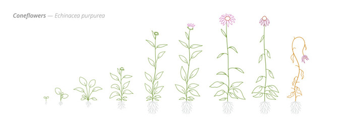 Coneflowers. Echinacea purpurea Growth Stages Diagram for growth management