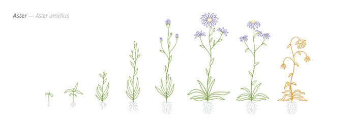 Fototapeta premium Aster amellus Development Stages Illustration for growth management