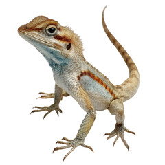 Photo of a Brown and Blue Lizard on a transparent background - Reptile, Exotic Animal