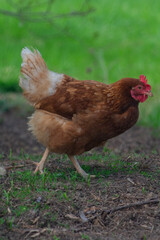 Poule à la Maison – Vie de Cour